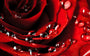 Rose Petals Fragrance Oil 16060 - Zoom Thumbnail Media 1