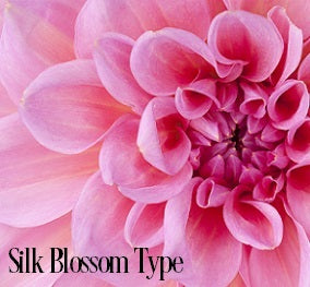 Silk Blossom Fragrance Oil 20294 - Zoom Media 1