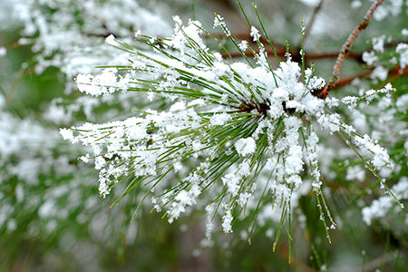 Snow Covered Pines Fragrance Oil 16520