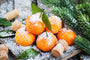 Sparkling Pine & Bergamot Fragrance Oil 16888