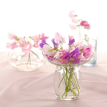 Sweet Pea Fragrance Oil 16962 - Zoom Media 1