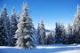 White Woods Fragrance Oil 17138