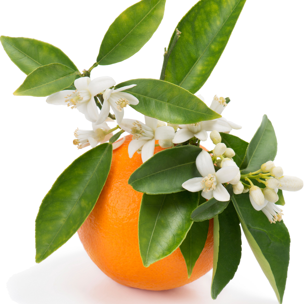 Lemon Orange Blossom (all natural) Fragrance Oil