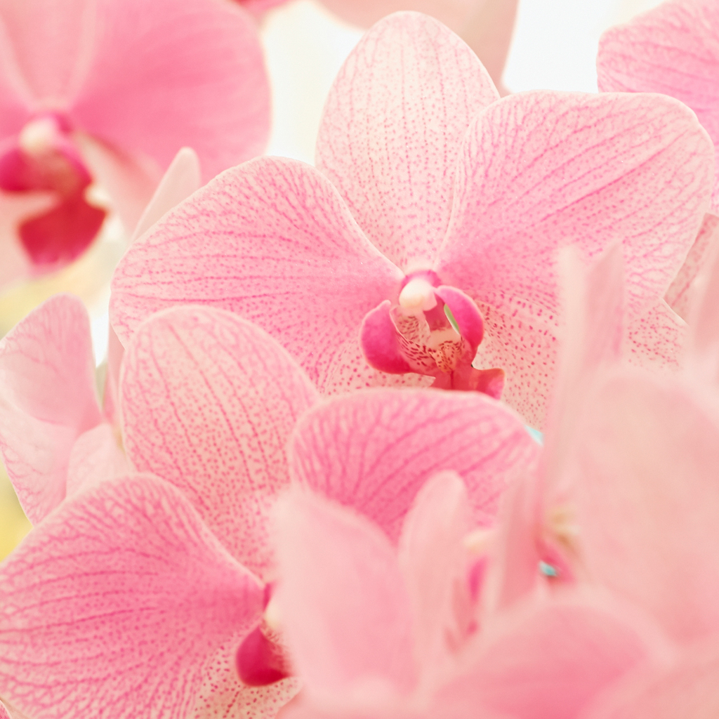 Blushed Orchid Fragrance Oil 879