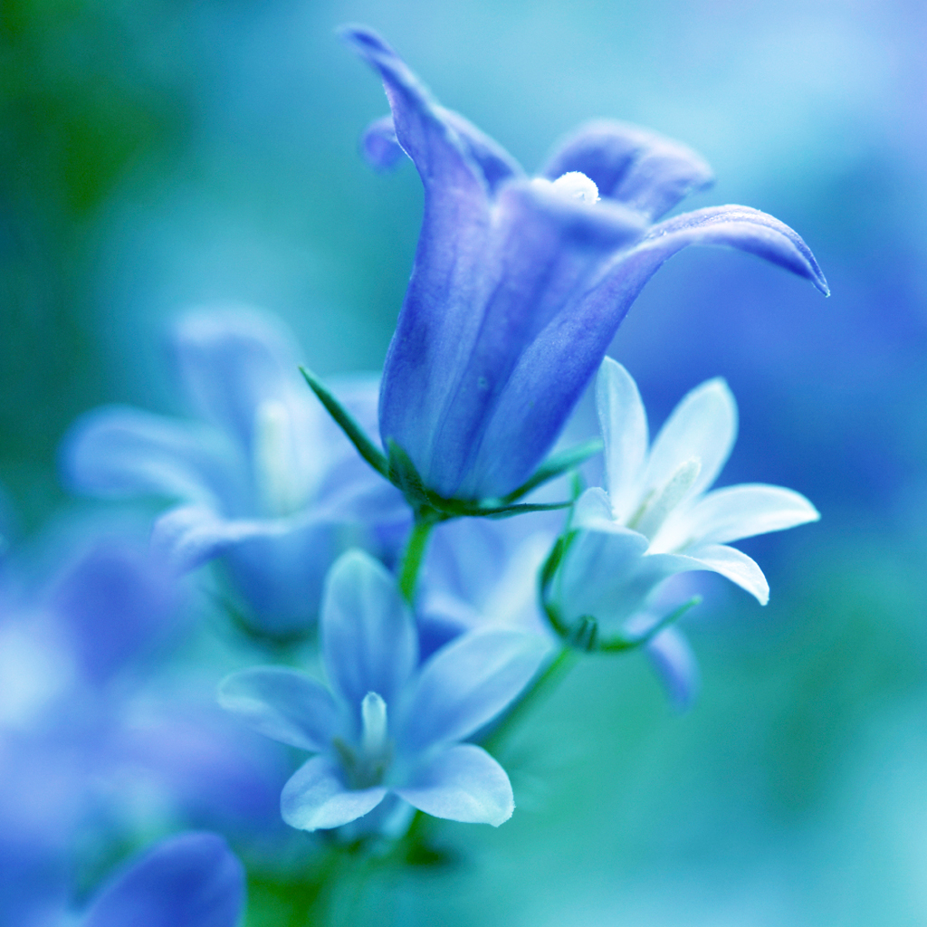 Waterlily & Bluebell Fragrance Oil 84