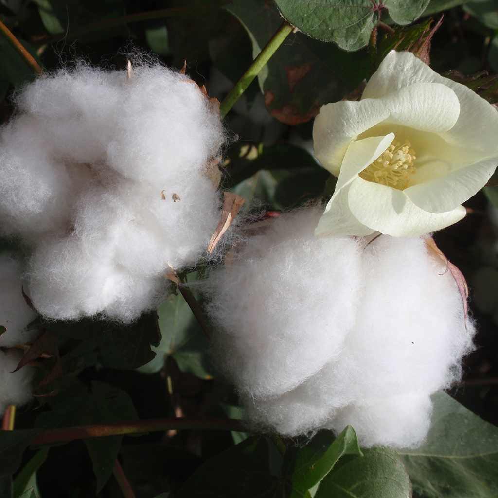 Cotton Blossom* - EO & FO Blend 297