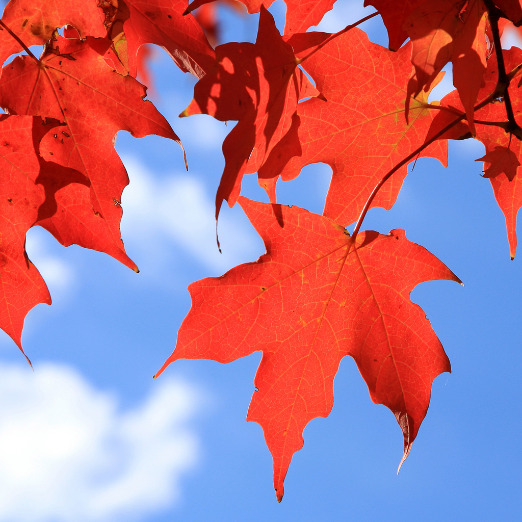 Fall Leaves & Blue Sky* Fragrance Oil (Spec Ord)