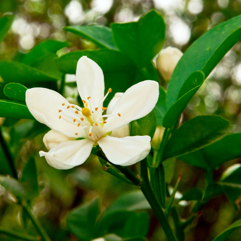 True Orange Blossom* Fragrance Oil (Special Order) - Wholesale Supplies Plus