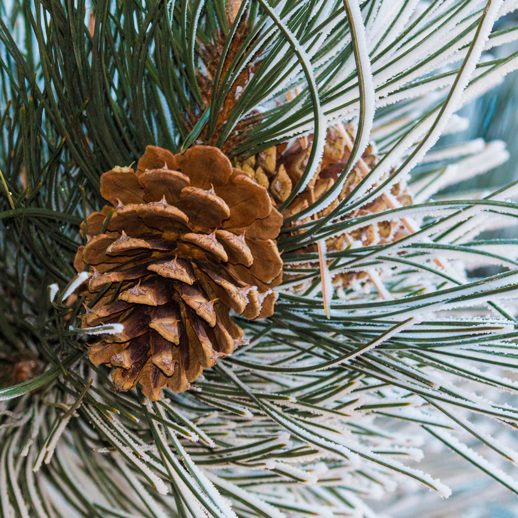 Frosted Pine Cone Fragrance Oil 974