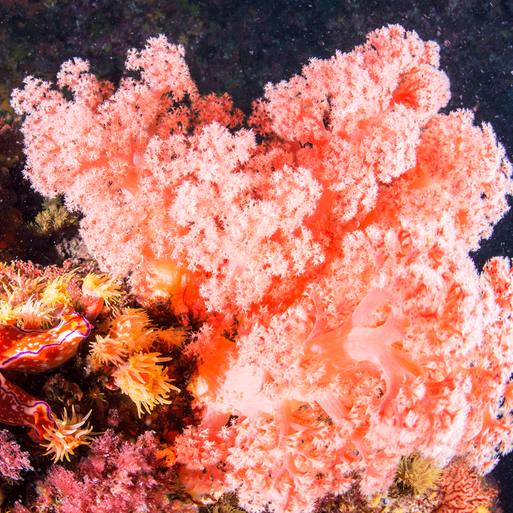 live coral reef