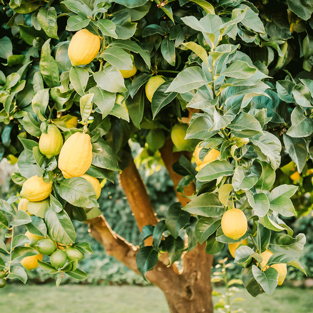 Backyard Lemon Tree* Fragrance Oil 1133