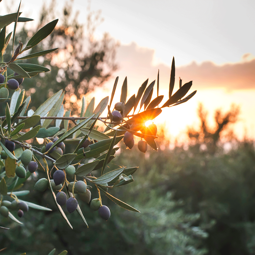 Olivträd i solnedgång