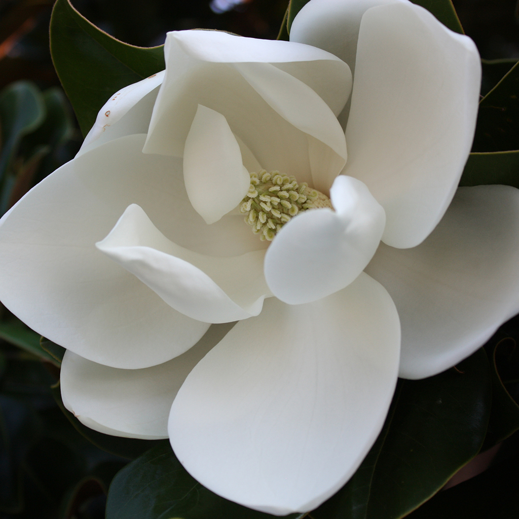 Magnolia Fragrance Oil 355