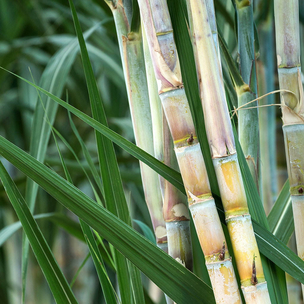 Bamboo Sugar Cane* - EO & FO Blend 552