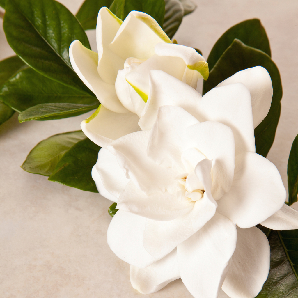 White Gardenia Type Clam Shell Break Away Wax Tarts Melts 3 oz.