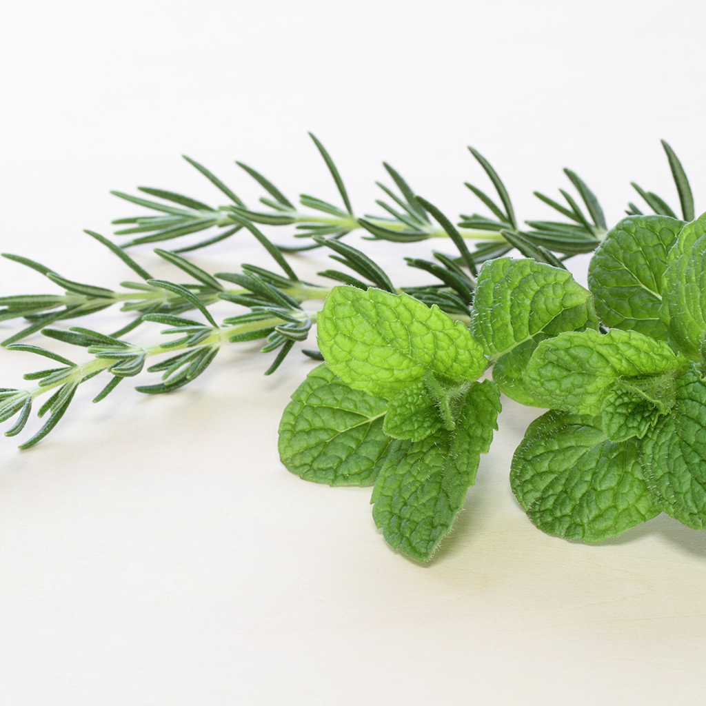 Rosemary Mint Water Soluble Fragrance