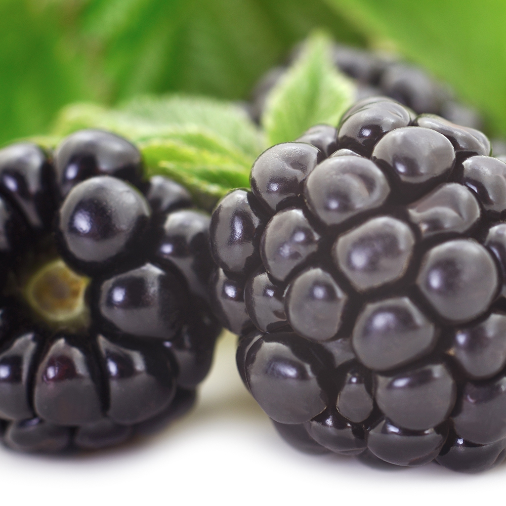 dewberry perfume oil
