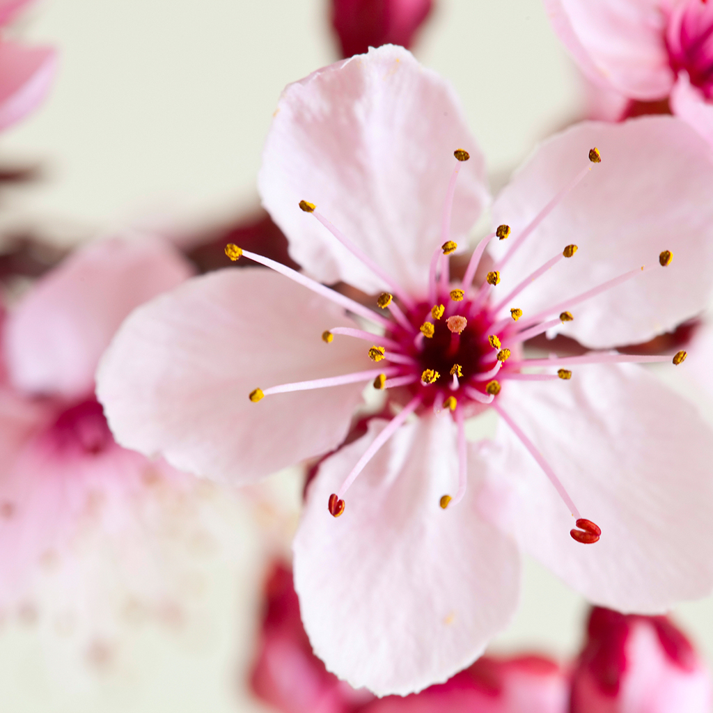 Cherry Blossom Apple love Spell Type Fragrance Oil Deep South