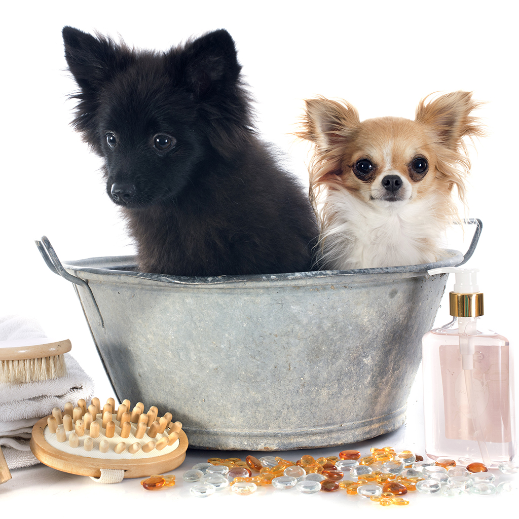 Crafter's Choice™ Pet Shampoo - Wholesale Supplies Plus