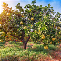 Fresh Picked Pomelo Fragrance Oil (Special Order)