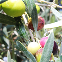 Olive Leaf & Fig Fragrance Oil 916