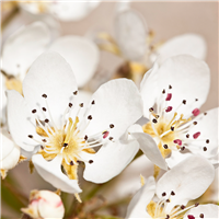 Pear Blossoms & Amber Fragrance Oil 936