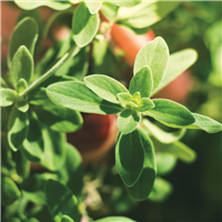 Marjoram EO - Certified 100% Pure 985