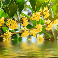 Flowering Osmanthus - Natural Fragrance Oil 1151