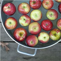 Bobbing for Apples Fragrance Oil (Special Order)