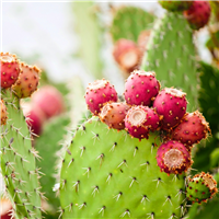 Cactus & Agave - Natural Fragrance Oil 1094