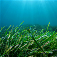 Sea Grass & Herbs - Natural Fragrance Oil 1100