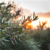 The Olive Branch* Fragrance Oil 1137