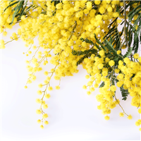 Wattle Flower Fragrance Oil 1186