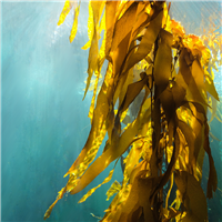 Sea Kelp & Neroli - Natural Fragrance Oil 1191