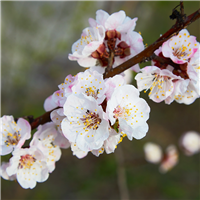 Apricot Blossoms & Soy Flower - Natural FO 527