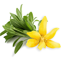 Ylang & Sage - Natural Fragrance Oil 1237