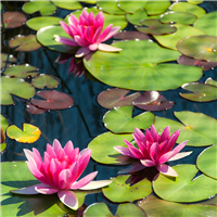 Water Lily & Hyacinth* Fragrance Oil 1250