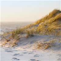 Sunkissed Beach Grass Fragrance Oil (Special Order