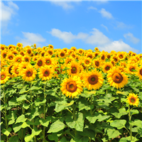 Sunflower Fields Fragrance Oil 1260