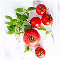Fresh Basil & Heirloom Tomato Fragrance Oil 1267