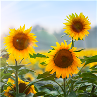 Sunflower* Fragrance Oil 21809