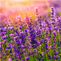 Lavender, High Altitude Bulgarian (Lavandula angustifolia), Organic Es –  Wingsets