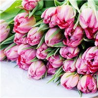 Blooming Tulips Fragrance Oil 390