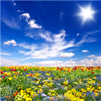 Flowering Meadows* FO (Special Order)