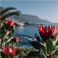 Cape Town Fragrance Oil 935