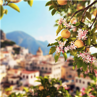 Capri Fragrance Oil 938