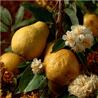 Golden Orchard Fragrance Oil 864