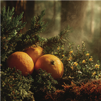 Gypsy Water* Fragrance Oil 1051