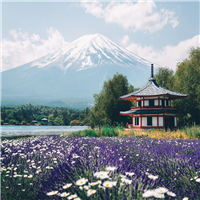 Japan Fragrance Oil 944