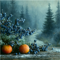 Juniper Hollow Fragrance Oil 1108